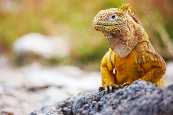 Ongerept strand op de Galápagos met wit zand, turquoise zee en vulkanische rotsen langs de kust.