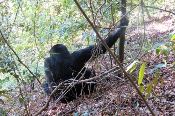 Berggorilla in Bwindi Impenetrable Forest tijdens gorilla trekking in Oeganda.