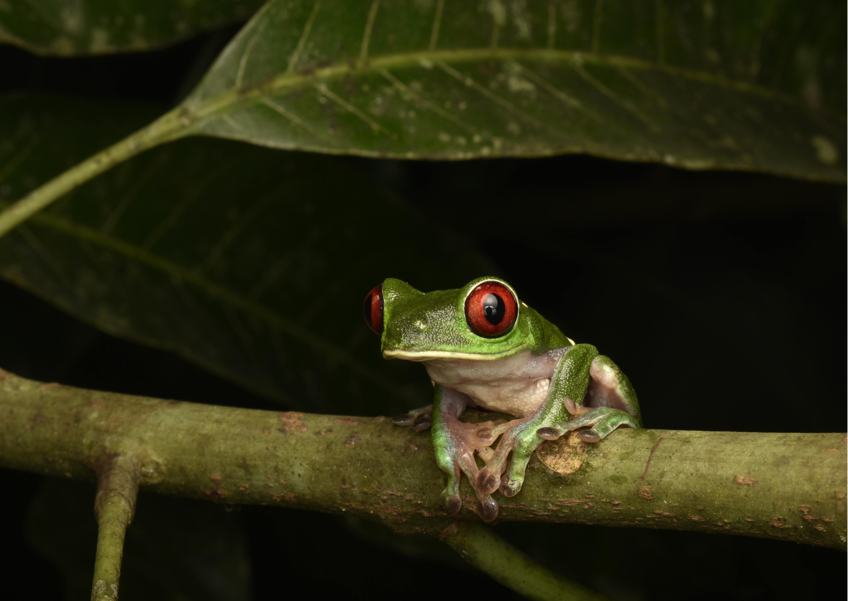 Roodoogboomkikker tijdens een night walk in het regenwoud van Costa Rica.