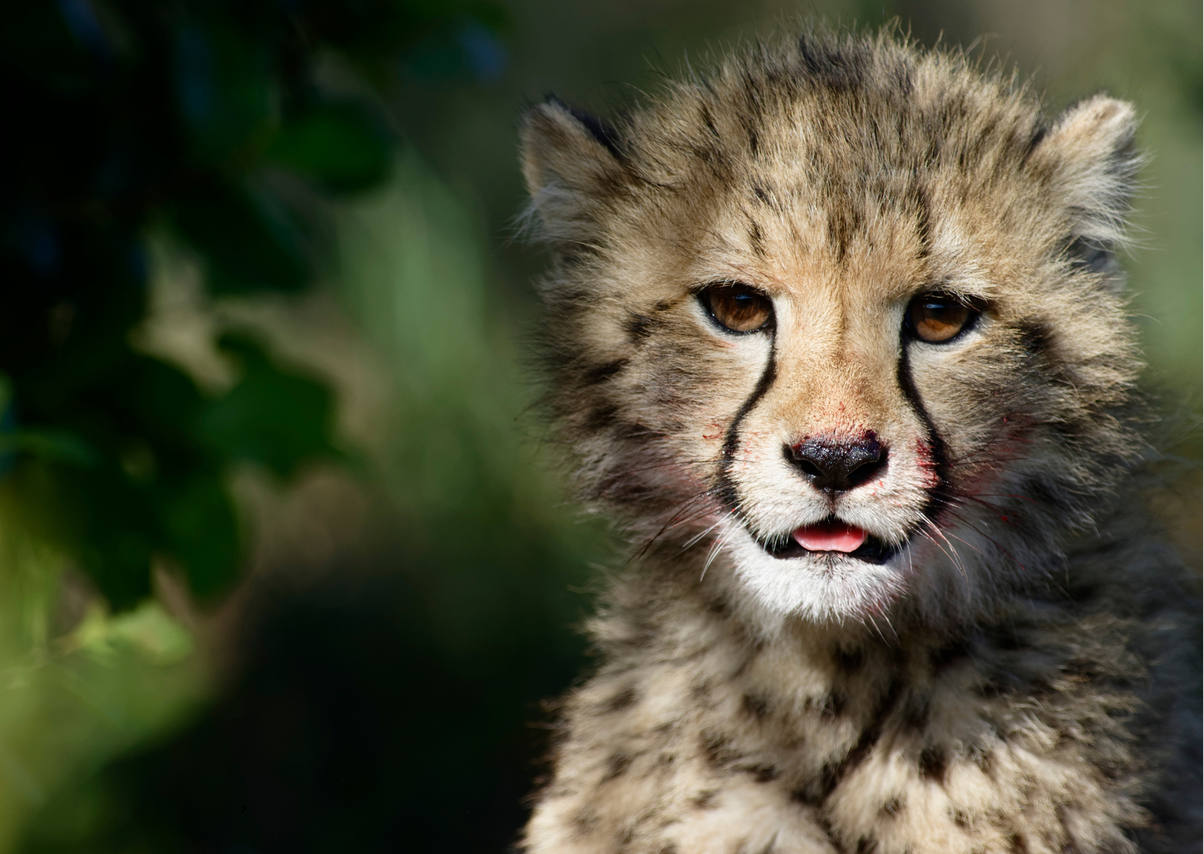 “Cheeta-welp in de Afrikaanse bush in zijn natuurlijke leefomgeving.”