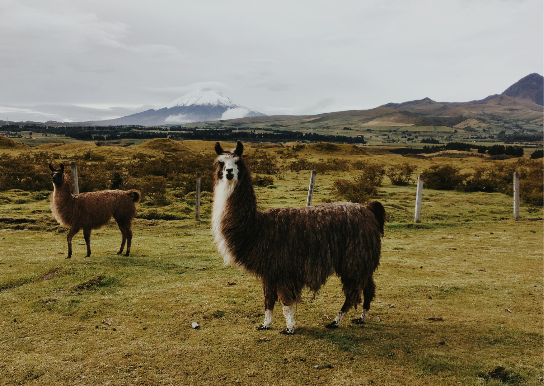 Ecuador - Llamas grazing in the andes