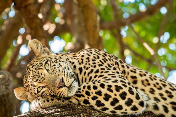 Luipaard in boom te zonnen in Serengeti National Park_Tanzania