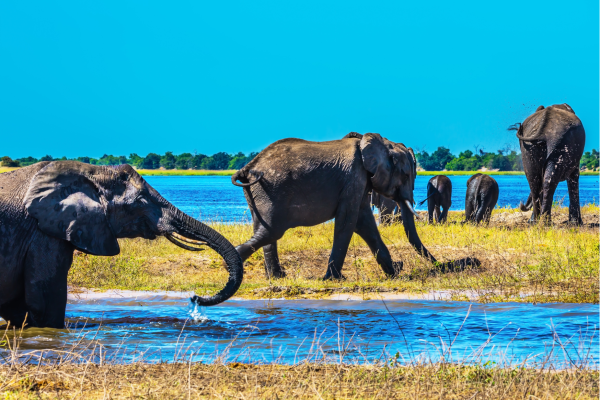 “Olifantenfamilie in de Okavango Delta in Botswana, een indrukwekkend wildlife-moment in het waterrijke deltalandschap.”