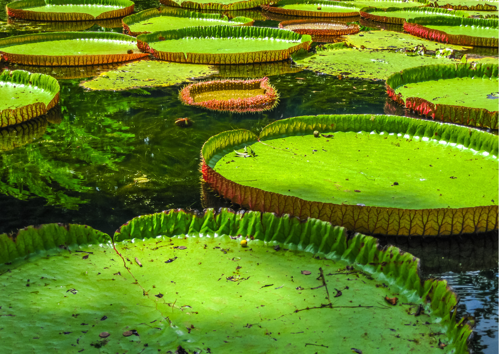 Mauritius botanical garden lelies