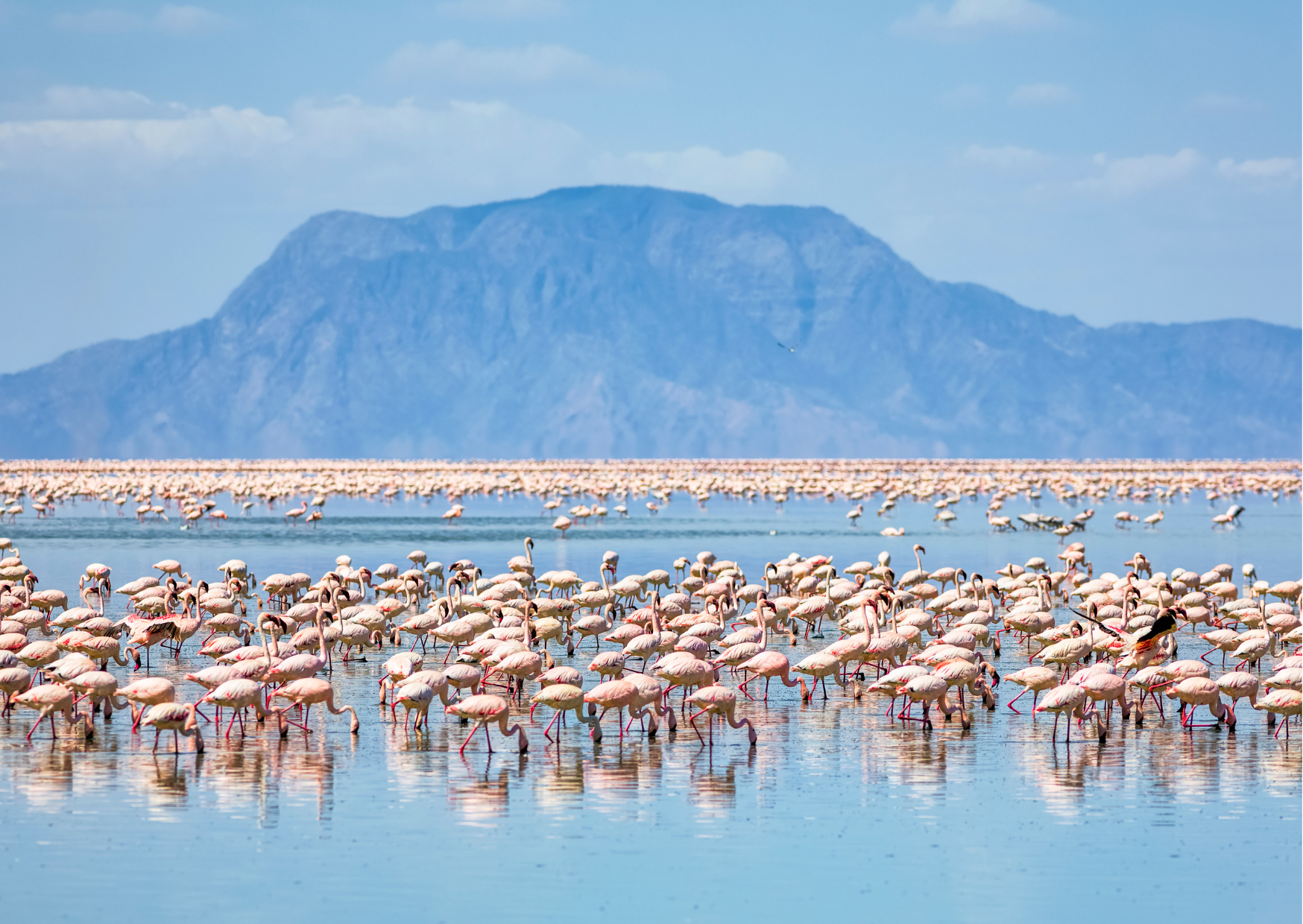 Tanzania_Lake Natron_Flamingo's