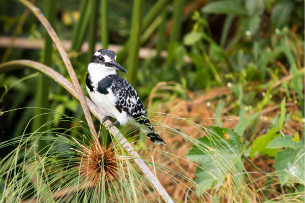 Natuurwandeling in Bigodi Swamp, een beschermd gebied vol vogels en primaten, ideaal voor natuurliefhebbers en fotografen.