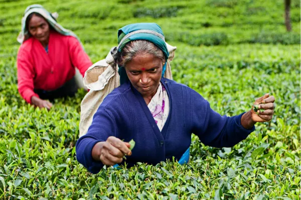 Theeplukkers aan het werk tussen de theevelden in de hooglanden van Sri Lanka