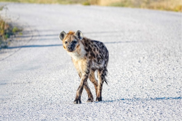 Namutoni_Wilde Hond op de weg tijdens safari route