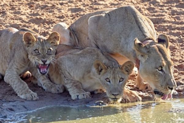Etosha - “Troep leeuwen rustend bij een waterhole – safari Etosha National Park.”