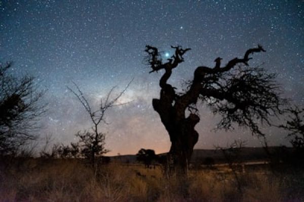Quivertree forest - “Sterrenhemel boven Quivertree Forest – nachtbeleving Namibië.”