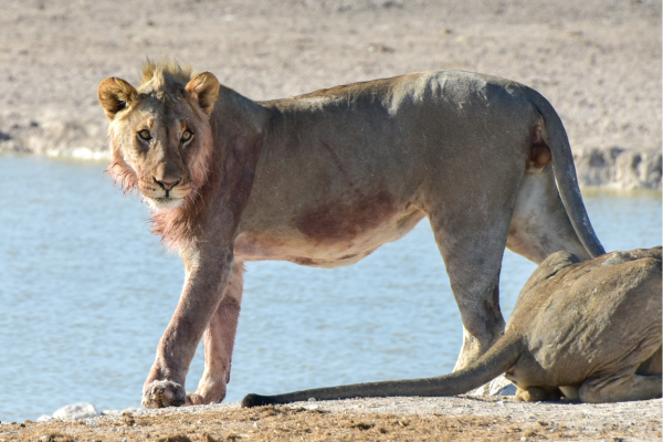“Leeuw in Etosha National Park in Namibië, een indrukwekkend roofdier gespot tijdens safari in het open savannelandschap.”
