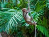 16-daagse rondreis Maleisië met Taman Negara en Pangkor Jonge aap hangt aan een touw tussen tropische planten