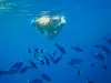 16-daagse rondreis Maleisië met Taman Negara en Pangkor Snorkelaar in helderblauw zeewater met een school vissen