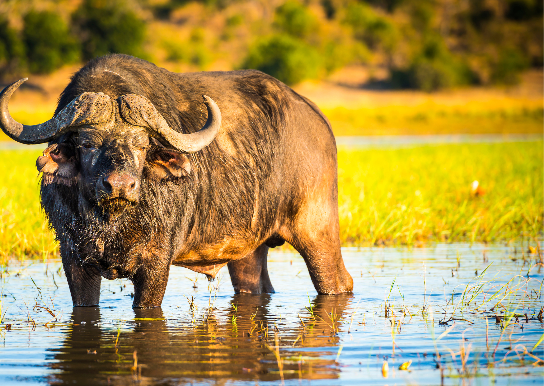 Chobe_Buffelo_Namibie