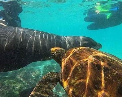 Duiken in de wateren van de Galápagoseilanden, met zicht op haaien, roggen en grote scholen vissen.