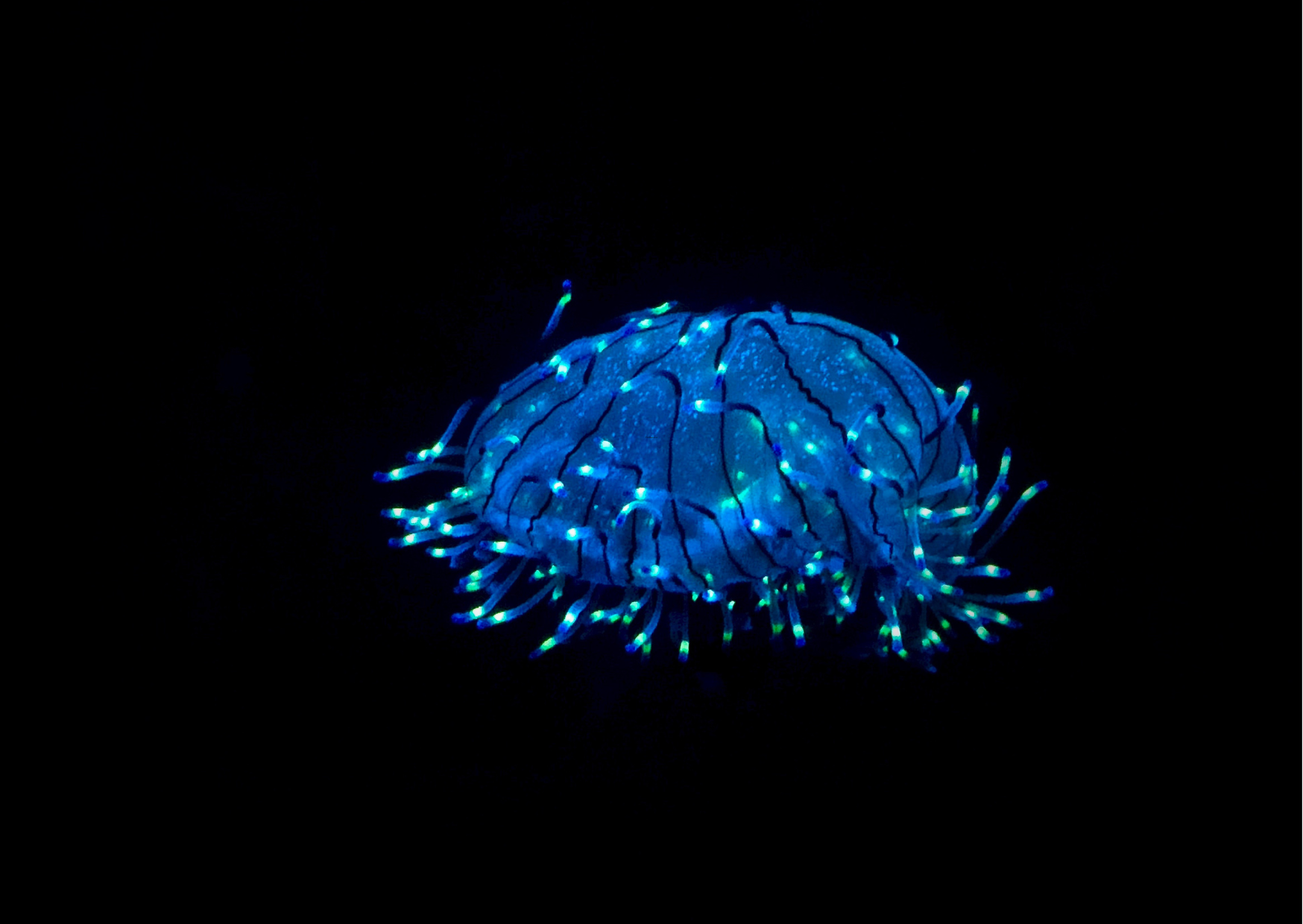 Isla Holbox - bioluminescentie isla holbox