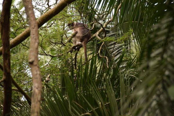 Bigodi Swamp Walk: een begeleide natuurwandeling door moerasbossen en wetlands, bekend om vogelsoorten, apen en rijke biodiversiteit.