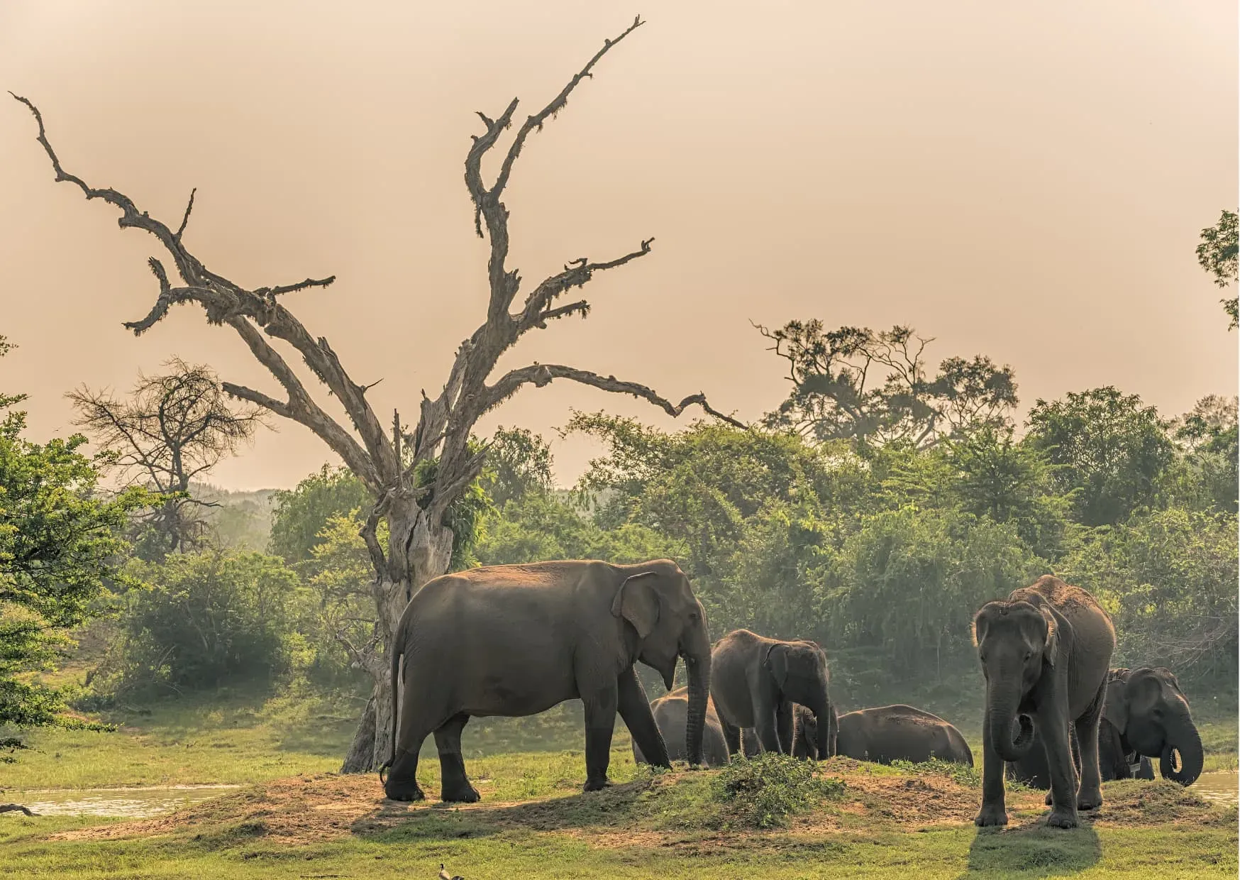 Kudde Aziatische olifanten in Yala National Park, Sri Lanka