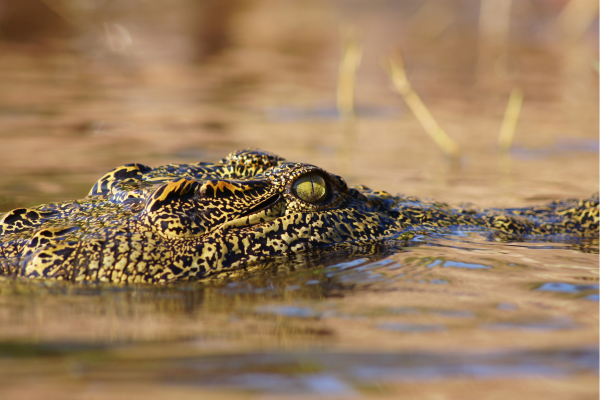 Chobe National Park_Krokodil in het water