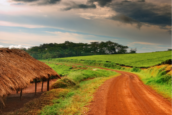 De weg slingert langs heuvels vol theevelden en traditionele dorpjes.