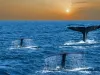 16-daagse rondreis Sri Lanka Walvissen in de Indische Oceaan voor de kust van Mirissa in Sri Lanka