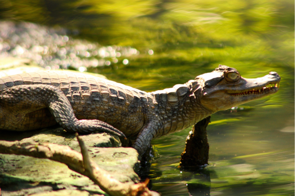 Amazone wildlife in Ecuador met tropische vogels en dieren in hun natuurlijke leefomgeving midden in het regenwoud.