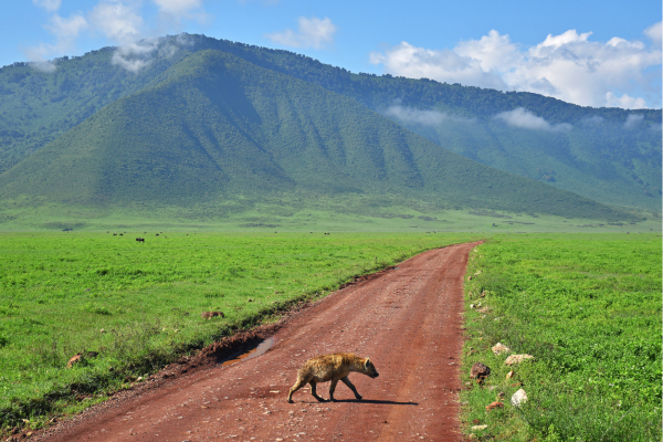 Ngorongoro Crater_Hyena op de weg