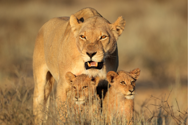 Namibie_Leeuw met jong_Kalahari woestijn