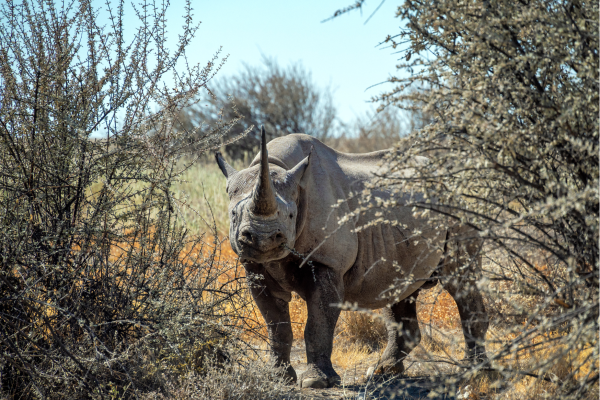 Namibie_Zwarte Neushoorn_Waterbergplateau