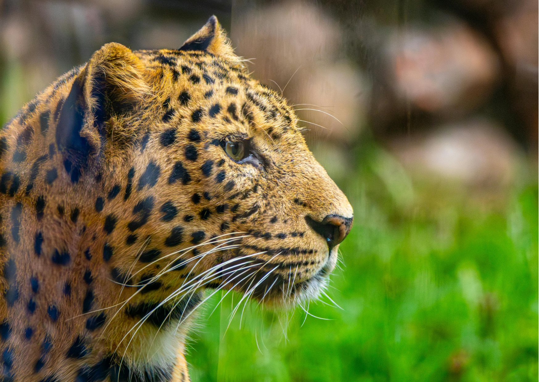 “Wild luipaard in Chobe National Park, gezien tijdens safari vanuit Kasane”