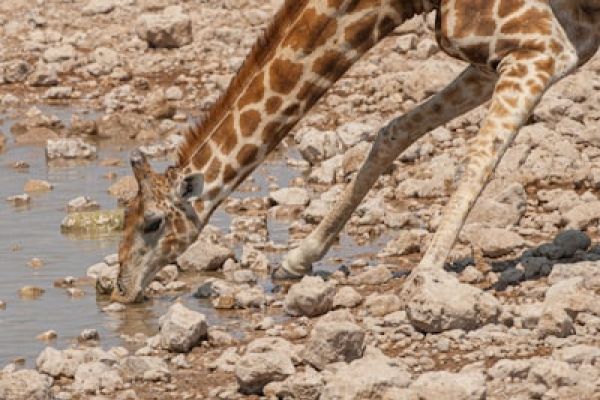 Etosha - “Giraffe buigt om water te drinken bij een waterhole in Etosha – wildlife Namibië.”
