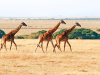 Tanzania_Savanne_Giraffe