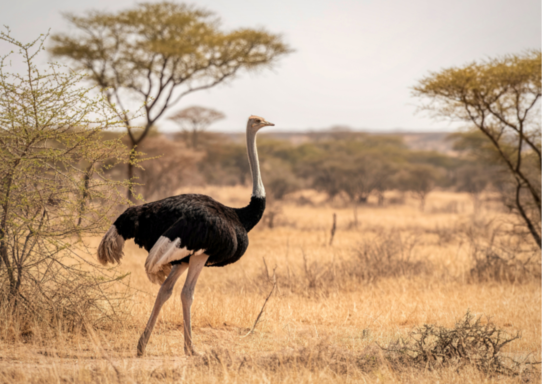 Tanzania_Struisvogel