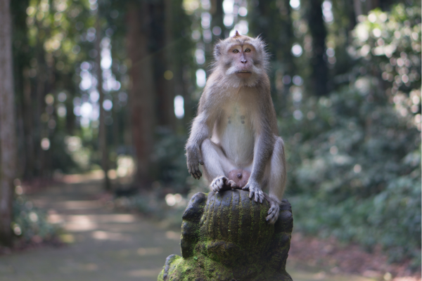 Makaak zittend op tempelmuur in Sangeh Monkey Forest