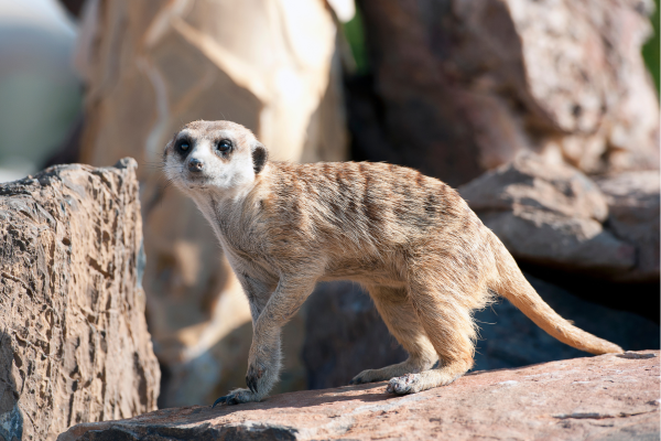 Sesriem_Graub Pass_Namibie_Dier in bergen