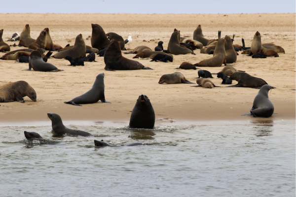 Swakopmund_Walvis Bay_Zeehonden op het strand