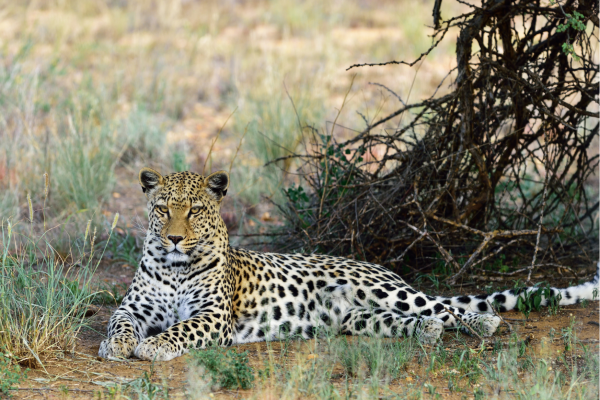 Luipaard in Etosha National Park in Namibië