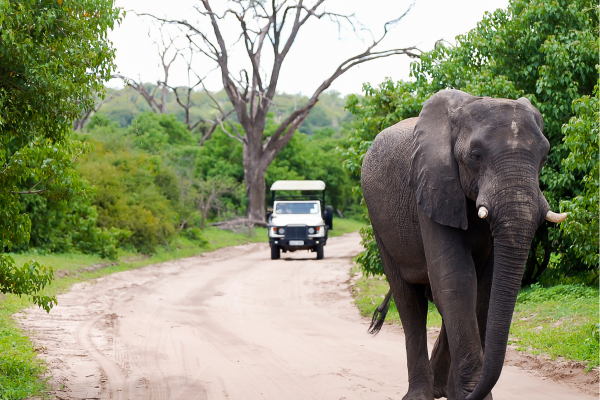 Chobe National Park_Game Drive met op weg een Olifant