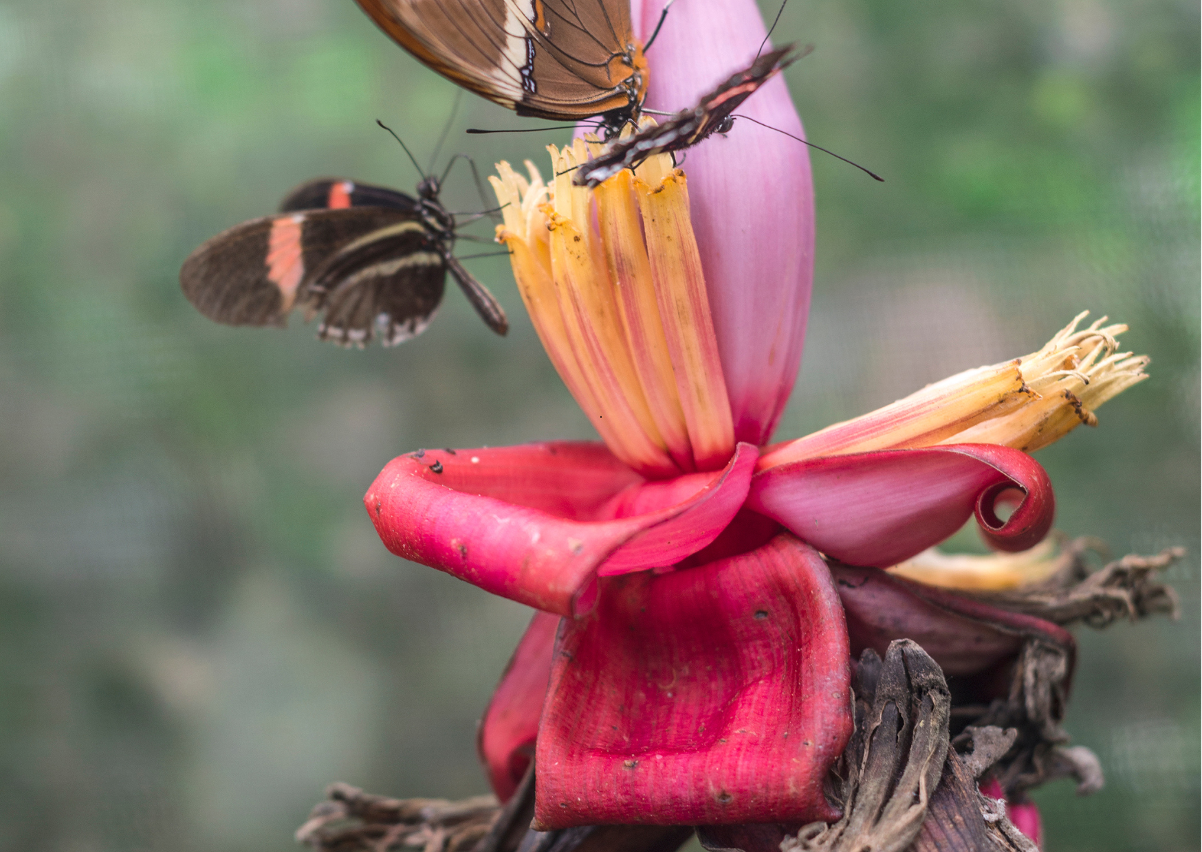 Bezoek aan een vlindertuin (Butterfly Farm) in Mindo, waar kleurrijke vlinders vrij rondvliegen in het nevelwoud van Ecuador.