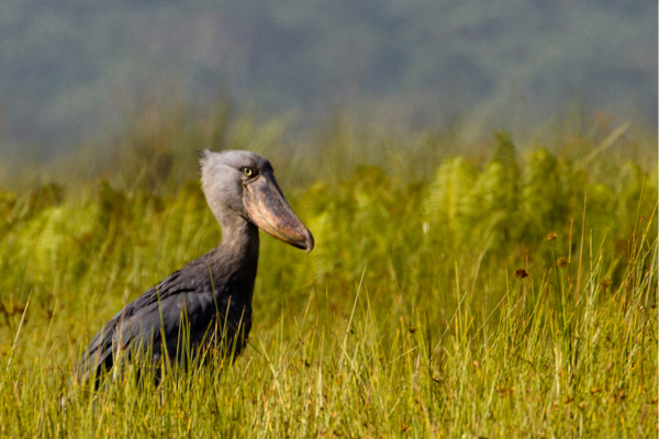Shoebill spotted in Mabamba Swamp