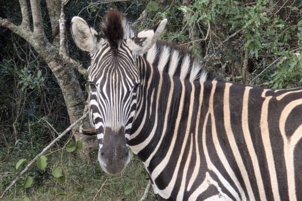 “Zebra in natuurlijke leefomgeving tijdens safari in Hluhluwe-iMfolozi Park, Zuid-Afrika.”