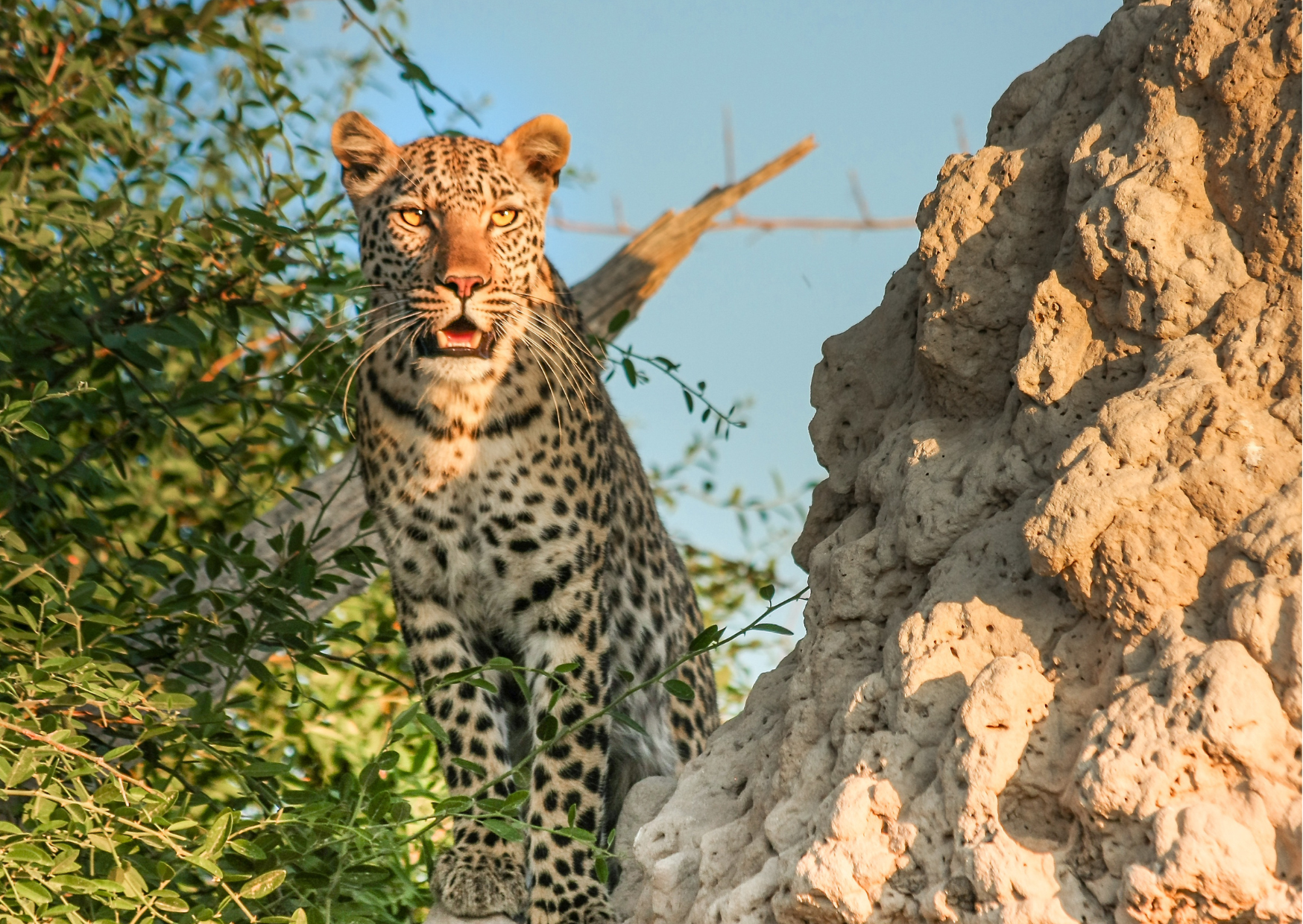 Luipaard in Nyerere National Park hoog in een boom met uitzicht over de bush