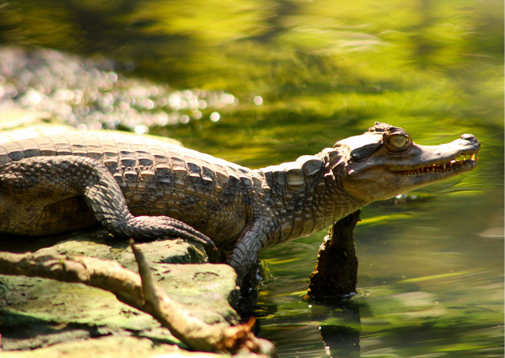 Amazone wildlife in Ecuador met tropische vogels en dieren in hun natuurlijke leefomgeving midden in het regenwoud.