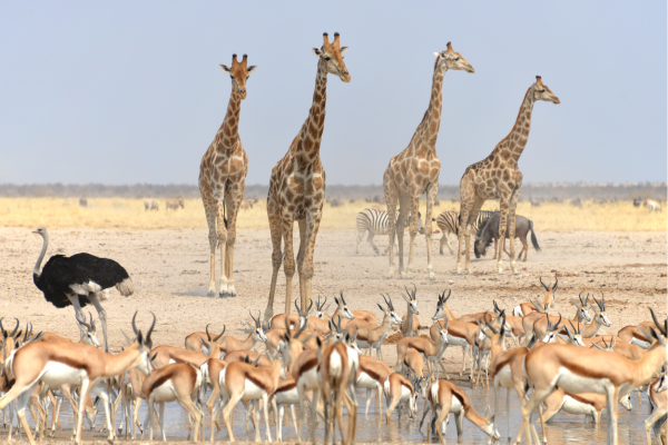 “Verschillende wilde dieren verzameld bij een waterhole in Etosha National Park in Namibië, een levendig safari-moment in de savanne.”