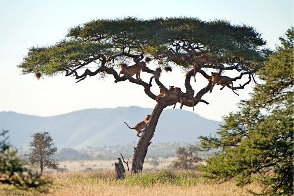 Tanzania_Leeuwen in boom