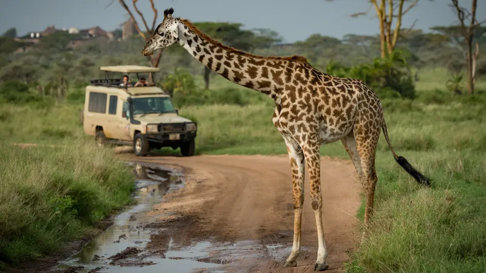 Giraffen rondom open jeep tijdens ochtendsafari in Nyerere National Park