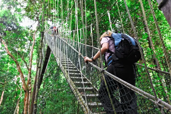 Wandelaar op de Canopy Walkway tussen de boomtoppen van Taman Negara