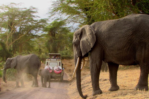 Serengeti_Olifanten tijdens gamedrive Tanzania