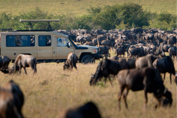 Tanzania_Migration_Gamedrive