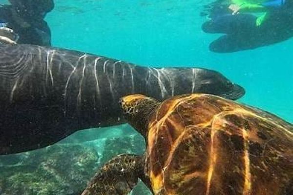 Duiken in de wateren van de Galápagoseilanden, met zicht op haaien, roggen en grote scholen vissen.